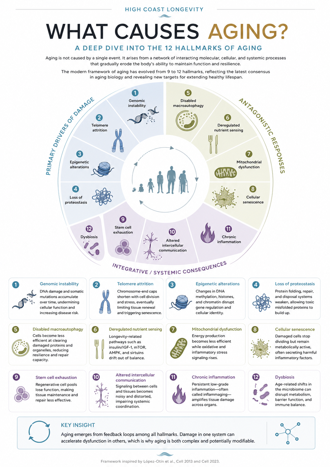 What causes aging, The 12 Hallmarks of aging