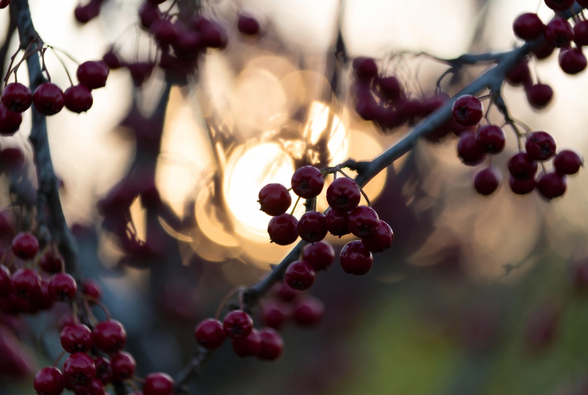 Close-up of lingonberries with subtle glowing molecules