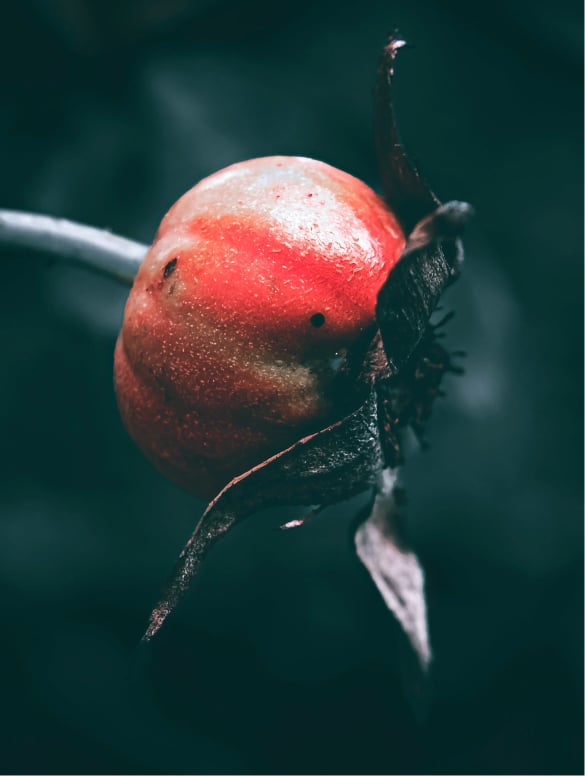 Natural Retinol-Alternative Oil Serum, fruit