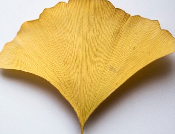 Antioxidant Ginkgo Gel Booster