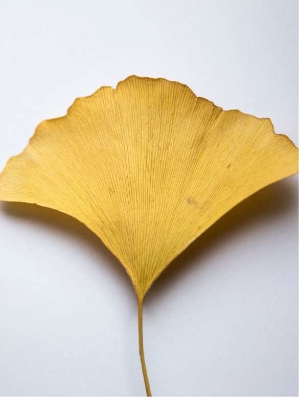 Featured image for “Antioxidant Ginkgo Gel Booster”